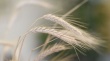 Эксперты зерновой конференции рассказали о последствиях вступления в ВТО, дотациях на молоко и будущем урожае