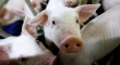 Импорт свинины в РФ с момента вступления в ВТО вырос на 34% - эксперт