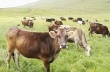 Программа CARMAC – партнер животноводов Армении