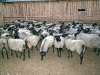 В Новгородской области открыто крупное овцеводческое хозяйство