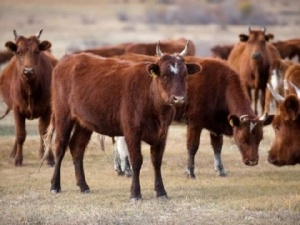 Бурятия купит в Монголии аборигенных коров