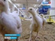 Иркутские ученые совместно с Ангарской птицефабрикой будут выпускать новое удобрение