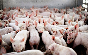 Свинокомплекс Могилевского мясокомбината готов к запуску