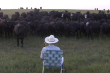 Американский фермер научил коров петь