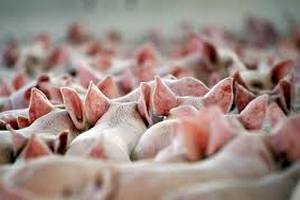 В Хабаровском крае развивается производство свинины