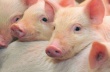 В Польше увеличилось поголовье свиней