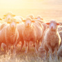 Уверенный старт австралийского рынка овец в 2023 г.