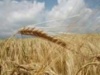 Аграрии Мордовии подвели итоги работы отрасли за 2011 год