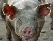 В Челябинской области построят крупный свиноводческий комплекс