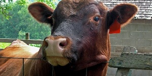 Заболевания ящуром на Балканах держат под контролем