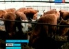 Животноводы Моздокского района рискнули взяться за производство дорогого «мраморного мяса»