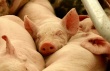 Китаю принадлежит почти половина объёма мирового производства свинины