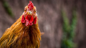 Аналитик «Черкизово» рассказал об экспорте мяса птицы в Китай