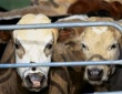 Франция готова поставить в Новосибирскую область высокопродуктивных коров