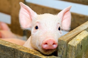 СМИ: санкции заставляют свиноводов Австрии бороться за существование
