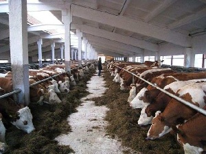 В хозяйствах Алтайского края достигли рекордной продуктивности молочного крупного рогатого скота