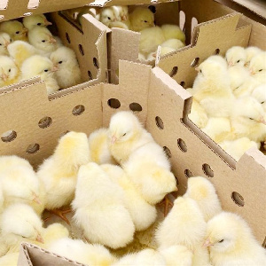 На АО "Птицефабрика "Островная" прилетели 90 тысяч цыплят