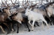 В крупнейшем оленеводческом совхозе Мурманской области полным ходом идет убойная кампания