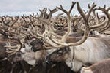Оленя с муксуном ВТО не тревожит Оленя с муксуном ВТО не тревожит