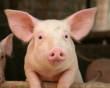 За последние 5 лет производство свинины в России выросло на 20%