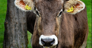 В Волоколамске введена в эксплуатацию вторая ферма компании «Шульгино»