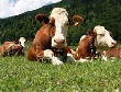 Приднестровье не может обеспечить молочной продукцией свой внутренний рынок