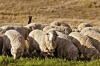 В Кузбассе станет больше овец