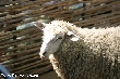 Алтай заинтересовался кубанскими овцами