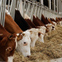 ФГБУН «НИИСХ Крыма»: Показатель остаточного потребления корма (RFI) и его значение для эффективного животноводства