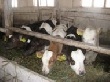 В Пензенской области производство мяса выросло на 7%