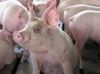 Российский запрет на ввоз свиней ударит по экспортерам