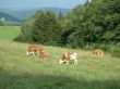 Сельскохозяйственные организации Хабаровского края перевели крупный рогатый скот на летне-пастбищное содержание