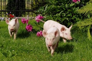 Экспорт свинины из ЕС сократился на 10% относительно прошлого года