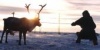В Хабаровском крае появятся около 100 тысяч оленей