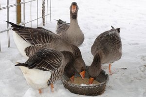 В Новом Осколе возрождают гусиный промысел В Новом Осколе возрождают гусиный промысел