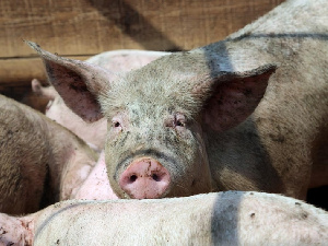 Эксперт: цены на свинину в России могут взлететь после Нового года