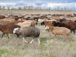 Овцеводство намерены развивать в селекционном центре «Волгоград-Эдильбай» и племрепродукторе «Камышинское»