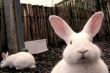 В Оренбуржье появится первая кролиководческая ферма
