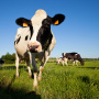 Скота и мяса в странах Балтии все меньше