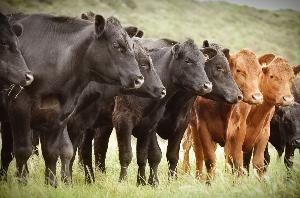 Башкирия направит на развитие производства мяса более 1,4 млрд рублей
