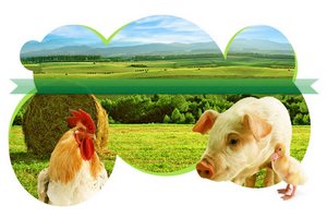 В Якутии ставят на скороспелое животноводство