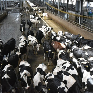 Эксперт дал оценку уровню биобезопасности животноводческих предприятий в России