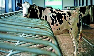 Беларусь запретила ввоз крупного рогатого скота из Норвегии