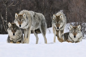 Забайкальские животноводы переживают нашествие волков