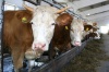 К 2020 году ростовские аграрии планируют увеличить производство мяса на 39,2%