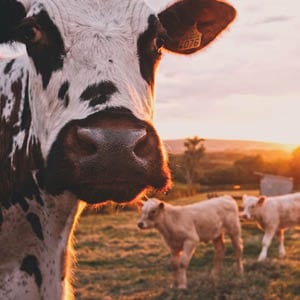 В Удмуртии поголовье мясного КРС увеличилось на 40%