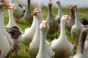 Единственным казахстанским предприятием, экспортировавшим в 2014 в Россию мясо гуся, стала птицефабрика  «Возрождение XXI век»