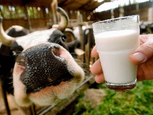 У китайских фермеров молочный кризис