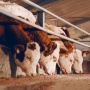 АО «Кагальницкий мясокостный завод» построит завод по производству кормов для КРС