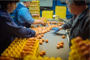  Птицефабрика "Пышминская" в I полугодии увеличила производство яиц на 18% 
